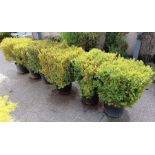 6 large box hedging plants
