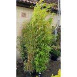 6 large bamboo plants