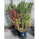 Red Osier Dogwood plant along with 4 other plants