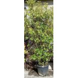 Portuguese laurel tree