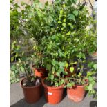 3 "Deep Purple" Salvia Rockin plants