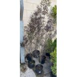 5 Pittosporum plants