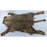 An early 20th century cheetah skin/pelt