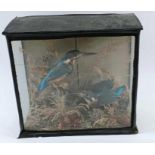 A taxidermy of two kingfishers, cased, 25cm high,