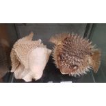 Taxidermy puffer fish, star fish & a large shell