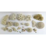 A collection of corals, shells and other similar i