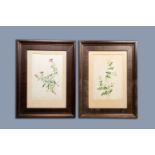 Chinese school, Canton: Two botanical paintings of wild roses and carnations, colour on paper, 19th
