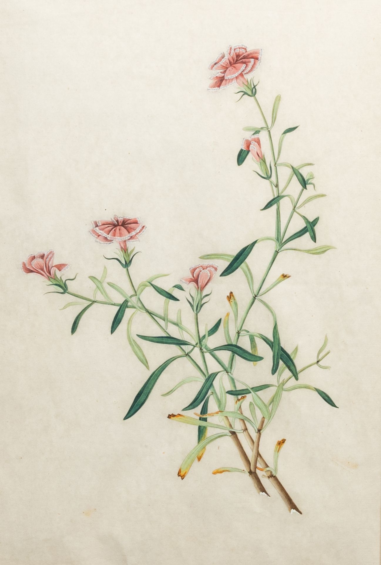 Chinese school, Canton: Two botanical paintings of wild roses and carnations, colour on paper, 19th - Image 2 of 4
