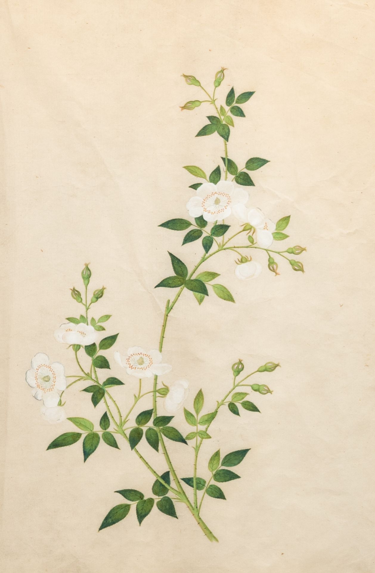 Chinese school, Canton: Two botanical paintings of wild roses and carnations, colour on paper, 19th - Image 3 of 4