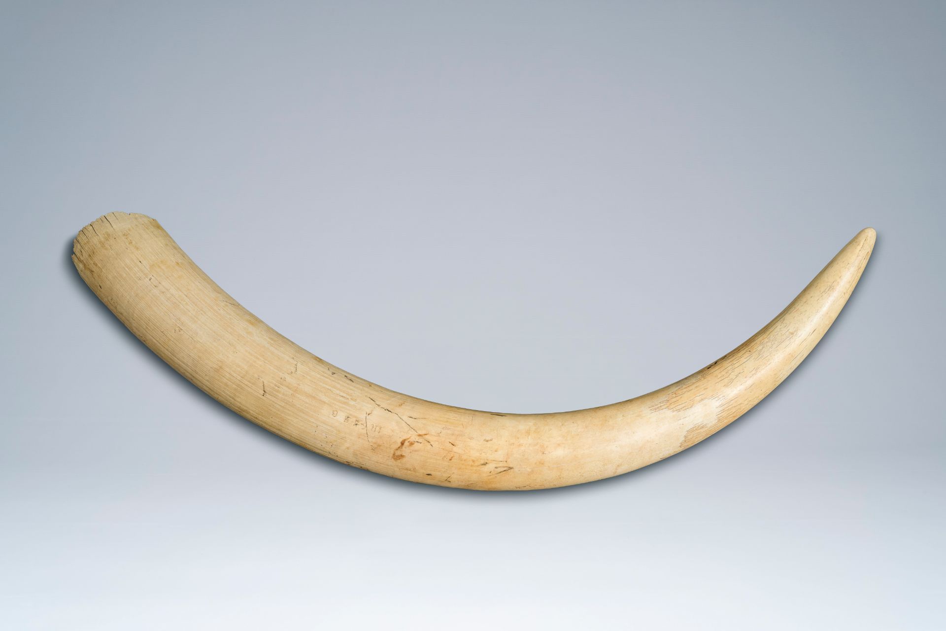 An unworked ivory tusk, Tanzania, 20th C.
