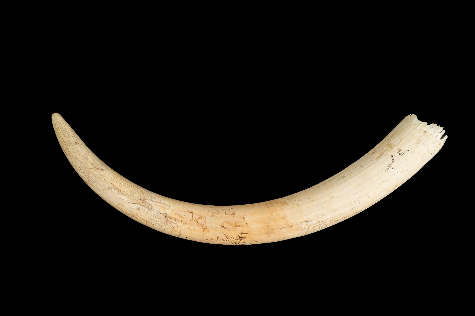 An unworked ivory tusk, Tanzania, 20th C. - Image 5 of 7