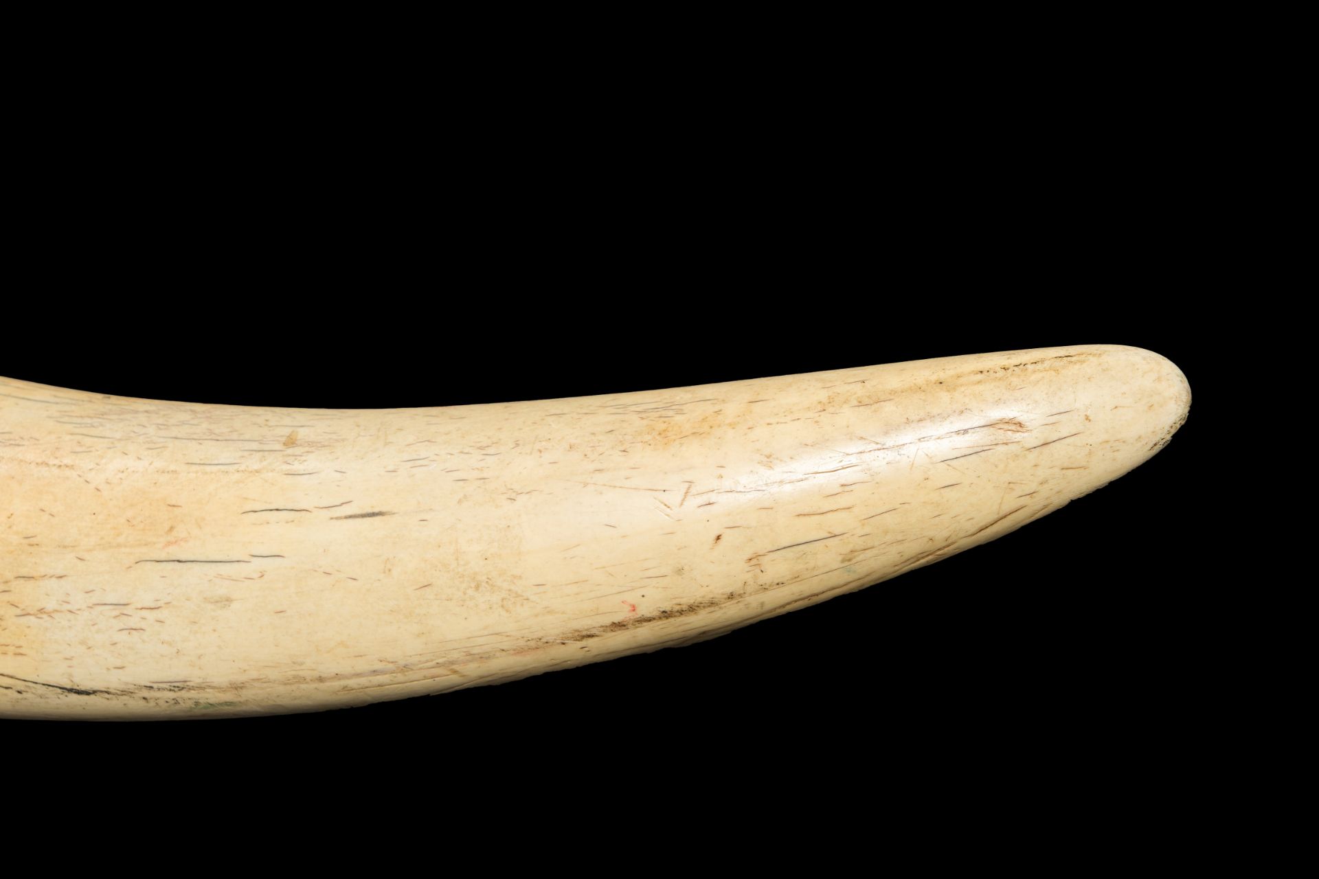 An unworked ivory tusk, Tanzania, 20th C. - Image 3 of 7