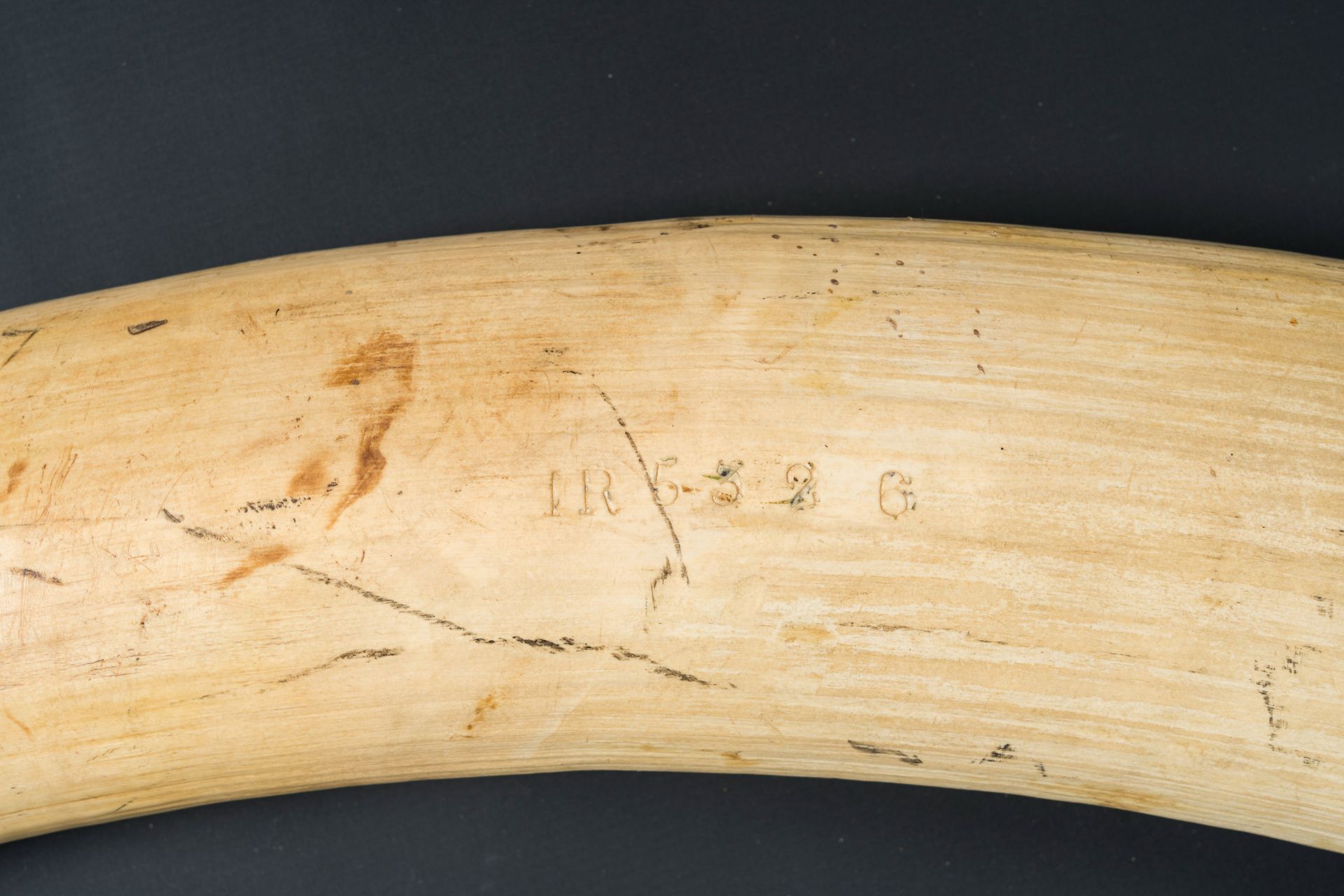 An unworked ivory tusk, Tanzania, 20th C. - Image 4 of 7