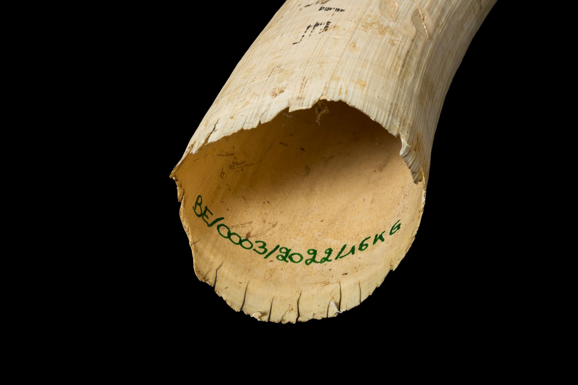 An unworked ivory tusk, Tanzania, 20th C. - Image 6 of 7