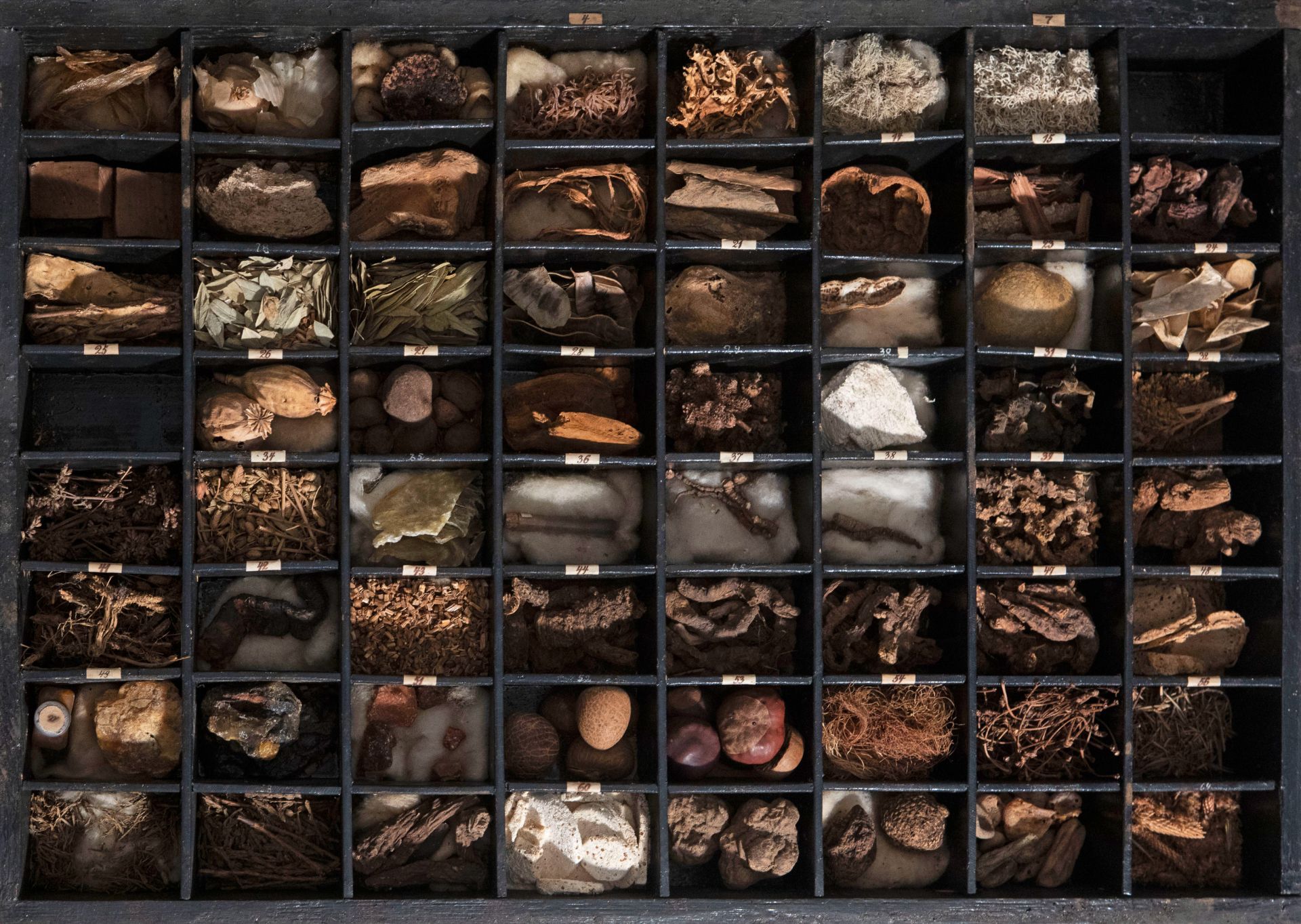 An extensive natural history collection with various types of wood, seeds, fruits, plant remains, mi - Bild 24 aus 34