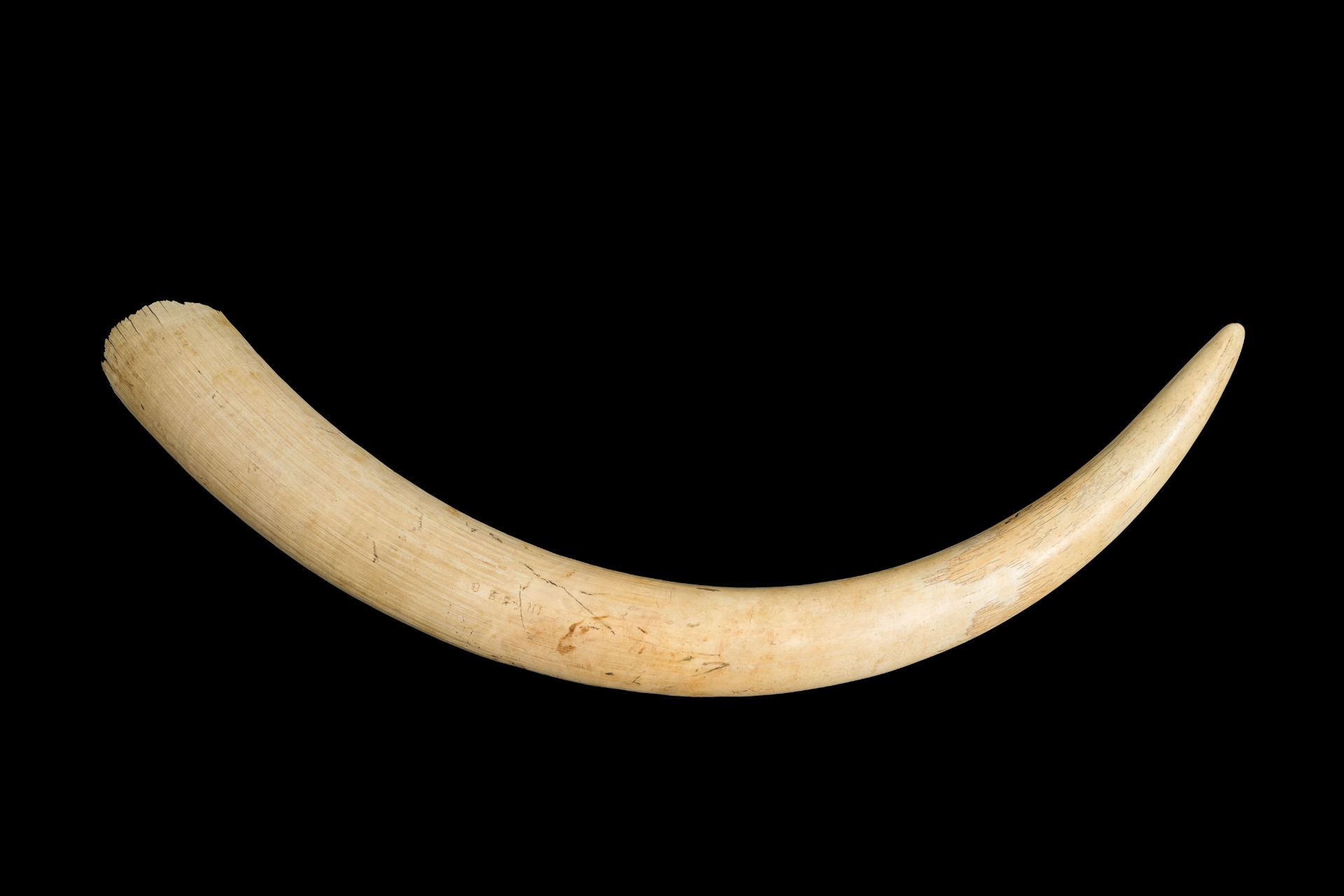 An unworked ivory tusk, Tanzania, 20th C. - Image 2 of 7