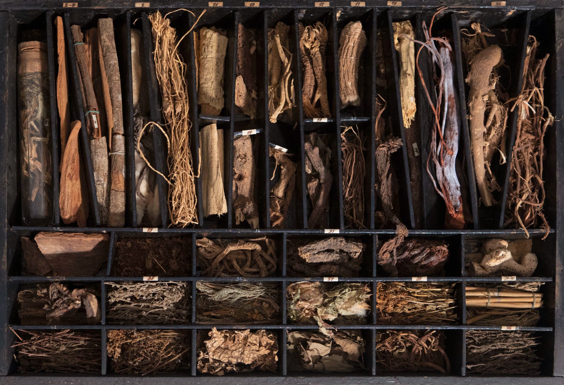 An extensive natural history collection with various types of wood, seeds, fruits, plant remains, mi - Bild 15 aus 34