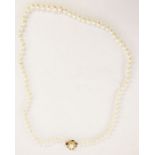 Single row of graduated cultured pearls with pearl set gold clasp marked K14, approx. 69cm long