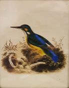 19th century school Heightened watercolour  Kingfisher in naturalistic setting, marked 'Flumina Amem