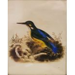 19th century school Heightened watercolour  Kingfisher in naturalistic setting, marked 'Flumina Amem