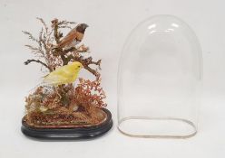 Taxidermy stuffed and mounted specimen of two garden birds perched on branches, with glass dome