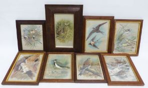 After Basil Ede Prints of various birds to include kestrel, swift, etc (7)