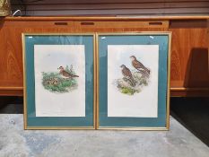 Set of five colour lithographic prints of birds by J. Gould and H.C. Richter together with two