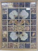 Framed collection of dried natural objects including seeds, pods and leaves