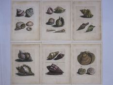 Buonanni, Filippo  "Ricreatione dell' Occhio", - SIX LOOSE PLATES ONLY , PAID DOWN ON CARD ,