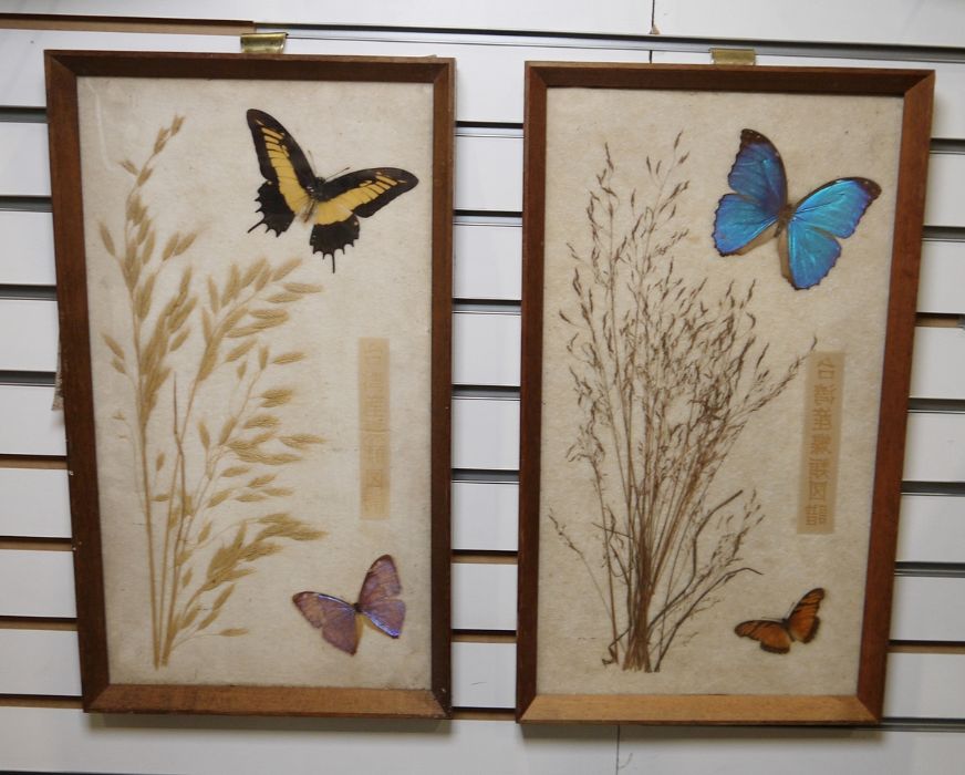 Pair of framed butterfly displays to include an Anise Swallowtail, a Menelaus Morpho, a Menelaus