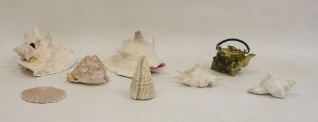 Two conch shells and further assorted shells