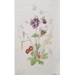 20th century school Watercolour drawing Studies of flora, various unframed (all unframed)