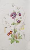 20th century school Watercolour drawing Studies of flora, various unframed (all unframed)