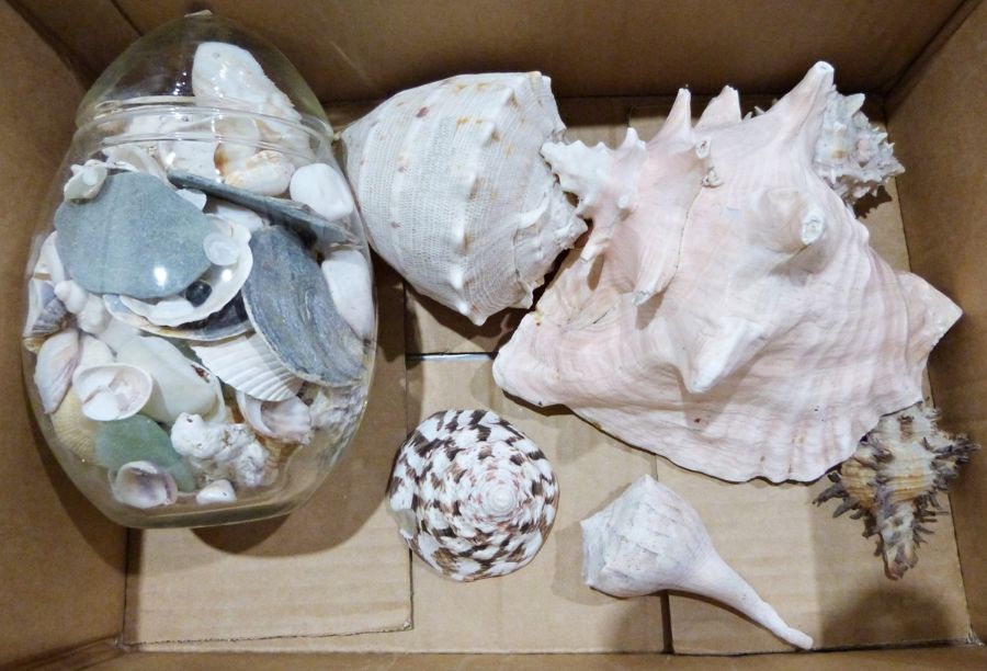 Conch shell and further shells