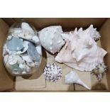 Conch shell and further shells
