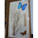 Pair of framed butterfly displays to include an Anise Swallowtail, a Menelaus Morpho, a Menelaus