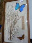 Pair of framed butterfly displays to include an Anise Swallowtail, a Menelaus Morpho, a Menelaus