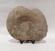 Ammonite fossil, 24cm tall and 28cm wide