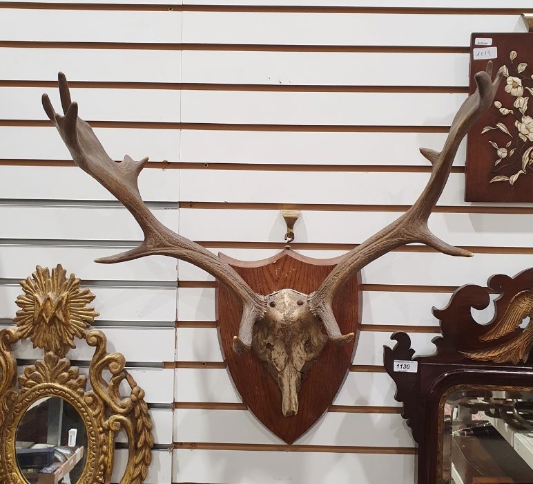 Antlers mounted on a shield shaped plaque