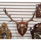 Antlers mounted on a shield shaped plaque