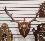 Antlers mounted on a shield shaped plaque