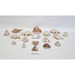 Assorted seashells, etc