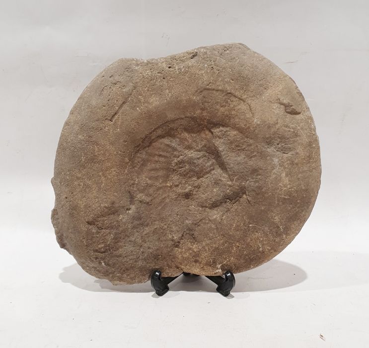 Ammonite fossil, 24cm tall and 28cm wide - Image 2 of 2