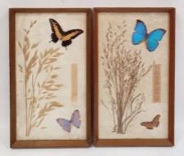 Pair of framed butterfly displays to include an Anise Swallowtail, a Menelaus Morpho, a Menelaus