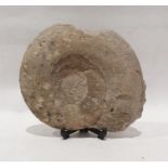 Ammonite fossil, 24cm tall and 28cm wide
