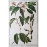 After Giorgio Bonelli Hand coloured etching "Bignonia Americana - bifolia, scandens, flore e luteo
