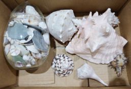 Conch shell and further shells Condition Reportphotos added