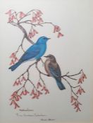 After Anne Worsham Richardson Colour print "Mountain bluebird", signed lower left together with
