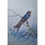 Jesse Hayden Watercolours Portraits of birds - wheatear, lesser spotted woodpecker, linnet,