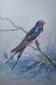 Jesse Hayden Watercolours Portraits of birds - wheatear, lesser spotted woodpecker, linnet,